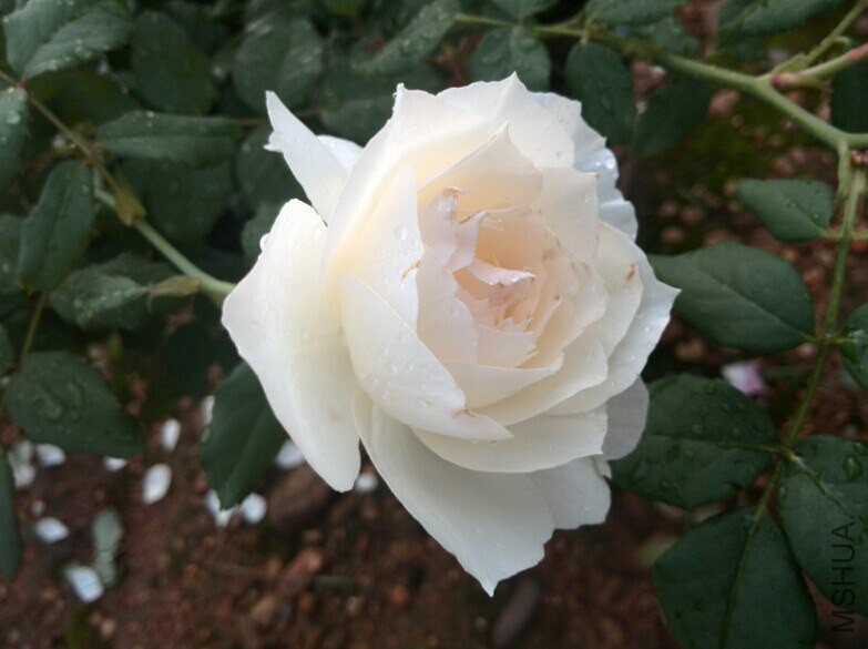 QQͼƬ20140709085629.jpg