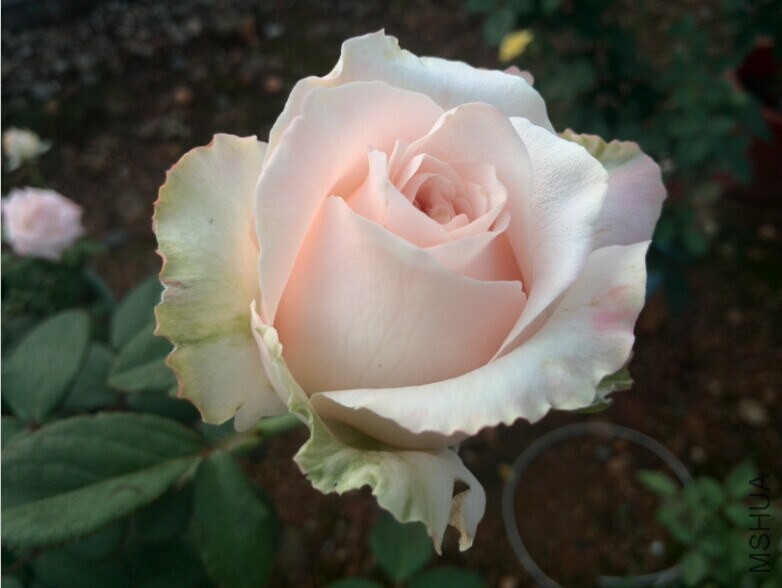 QQͼƬ20140709085609.jpg