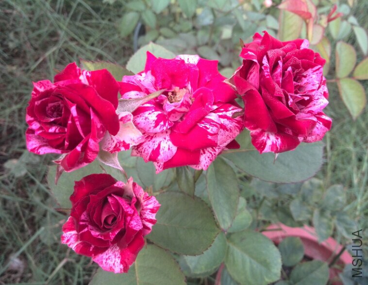 QQͼƬ20140709085719.jpg