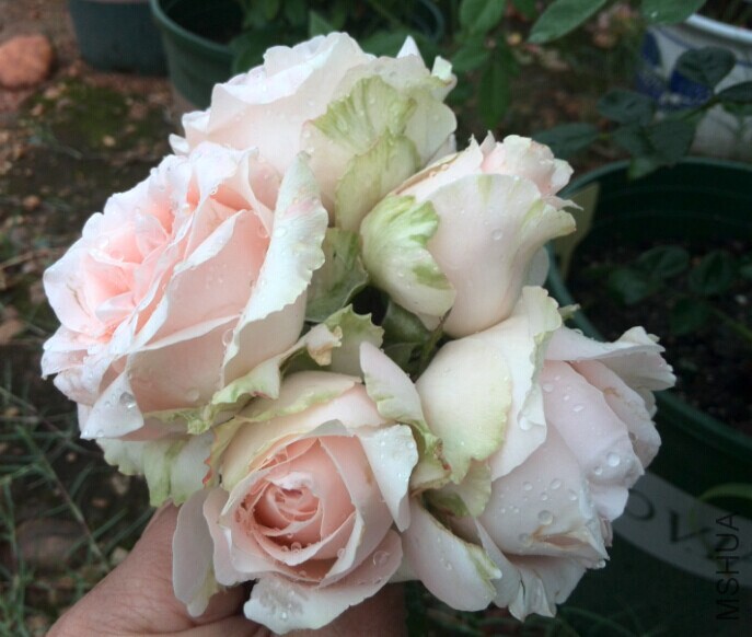 QQͼƬ20140709085752.jpg