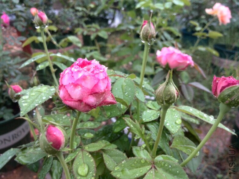 QQͼƬ20140709085841.jpg