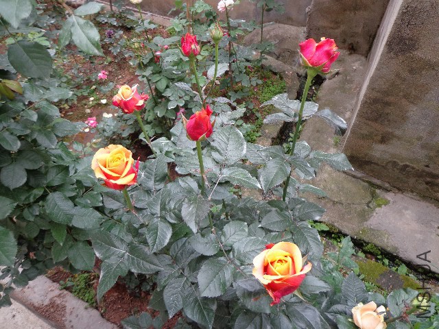 DSC02143.JPG