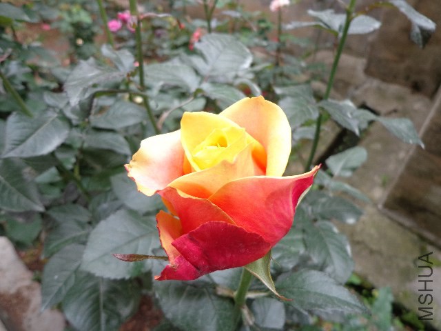 DSC02144.JPG