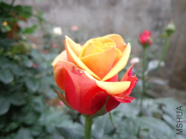 DSC02145.JPG