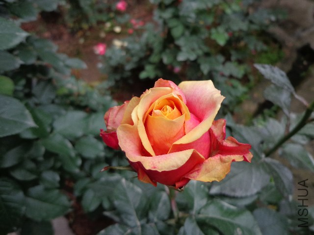 DSC02146.JPG