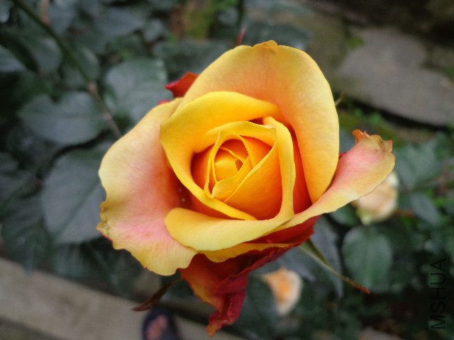 DSC02148.JPG