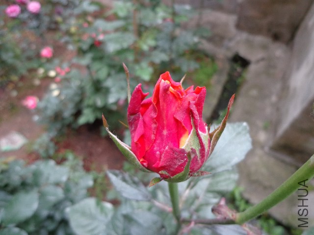 DSC02147.JPG