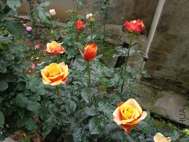 DSC02248.JPG