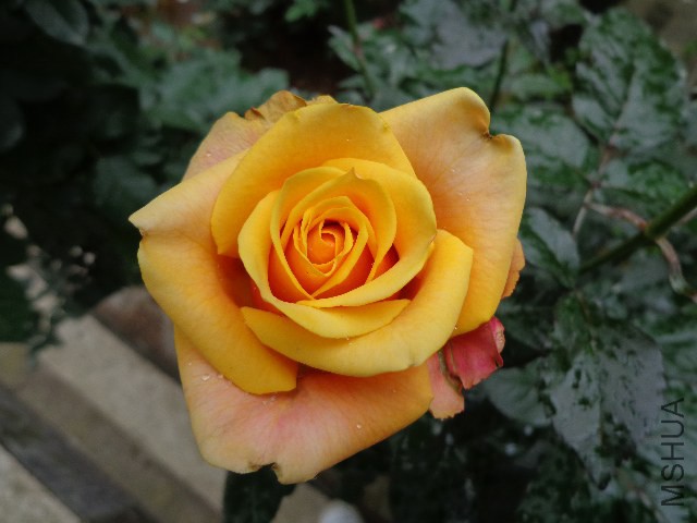 DSC02249.JPG