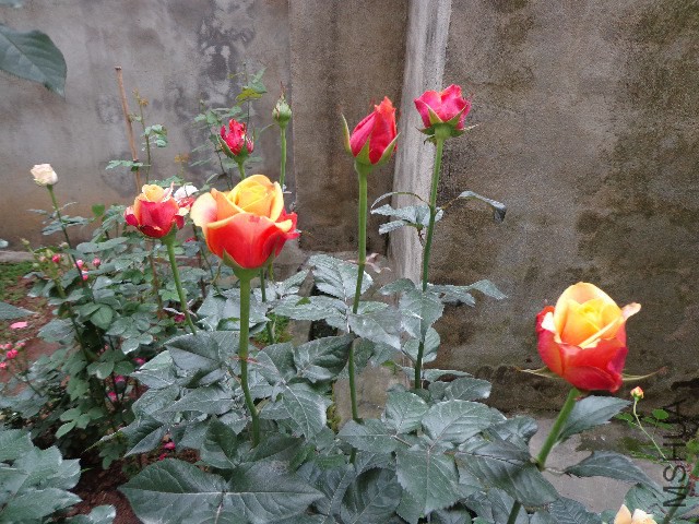 DSC02155.JPG