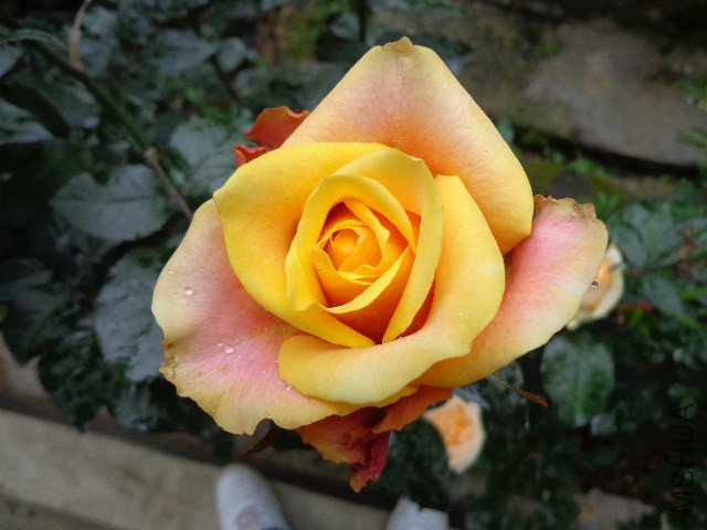 DSC02250.JPG
