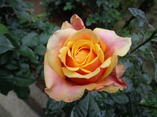 DSC02252.JPG