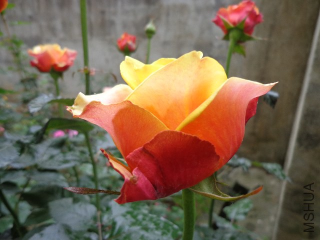 DSC02254.JPG