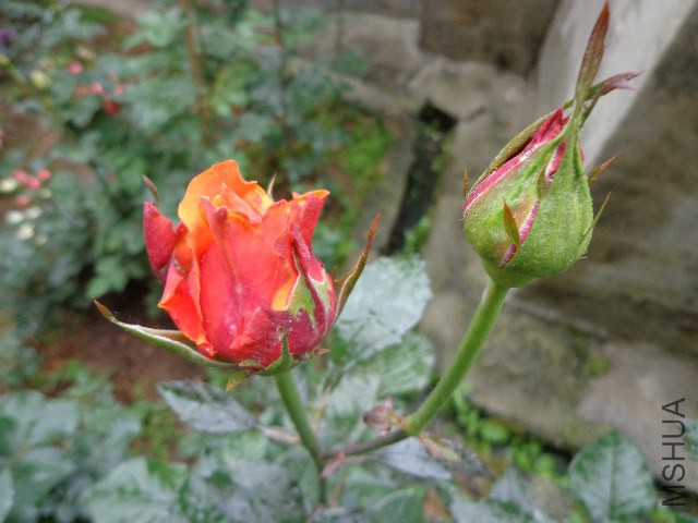 DSC02253.JPG