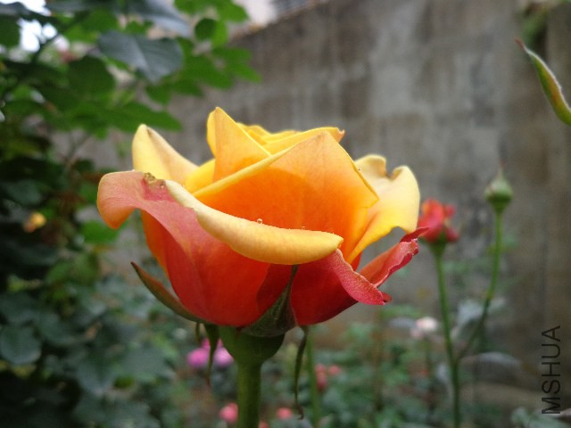 DSC02255.JPG