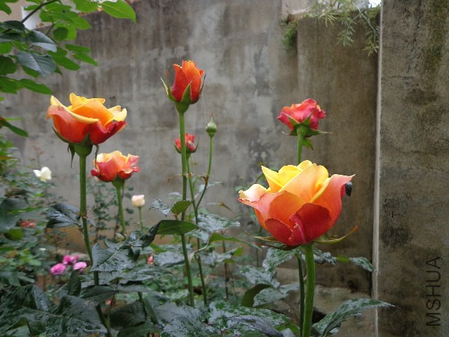 DSC02256.JPG