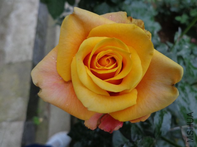 DSC02260.JPG