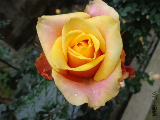 DSC02259.JPG