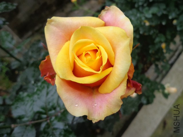 DSC02262.JPG