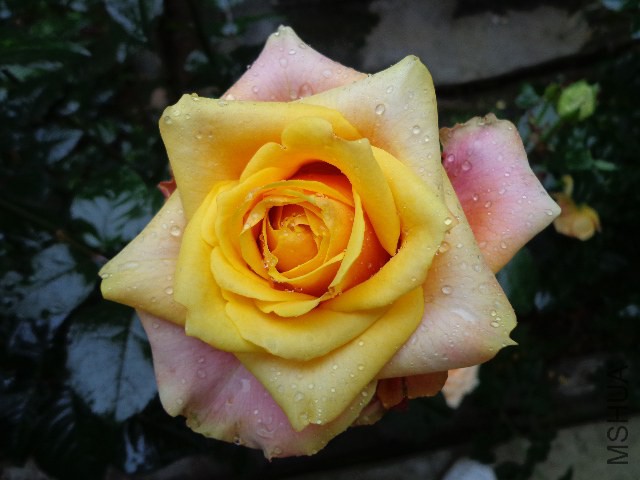 DSC02300.JPG