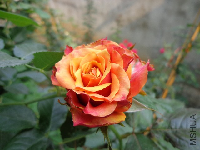 DSC02907.JPG