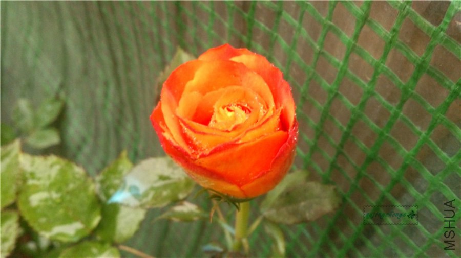 DSC_0477.jpg