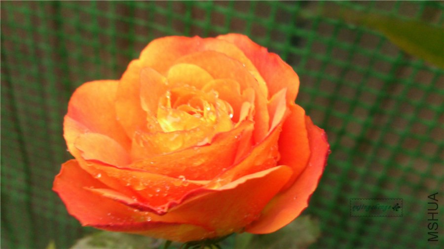 DSC_0548.jpg