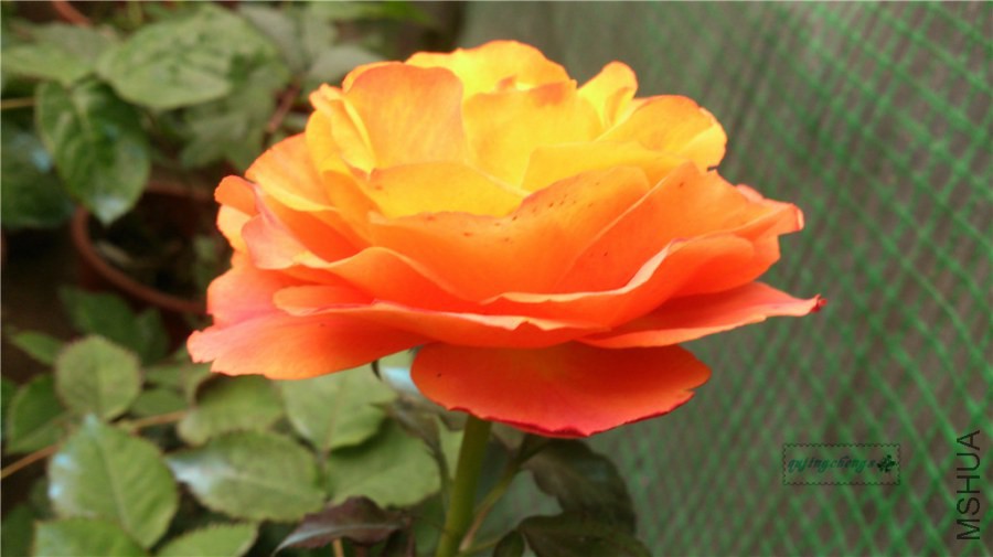 DSC_0715.jpg