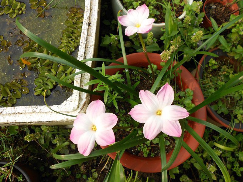 DSCN5397_����.jpg