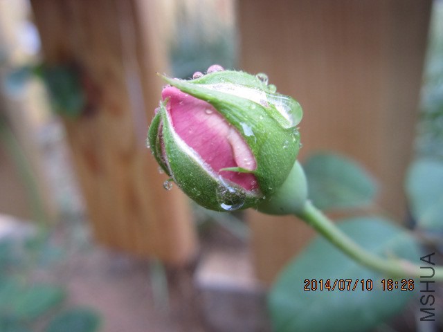 IMG_3582.JPG