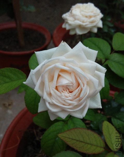 IMG_20140615_0943271.jpg