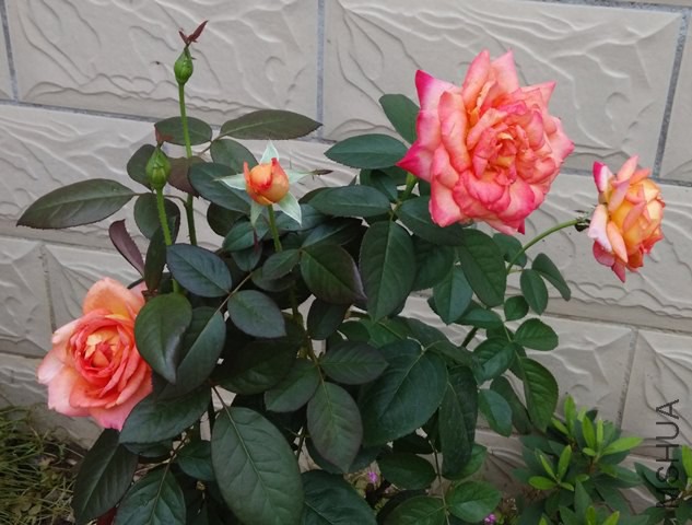 IMG_20140706_092417.jpg