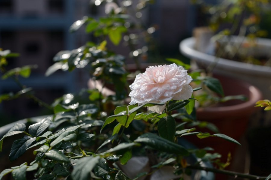 UKY_0363.jpg