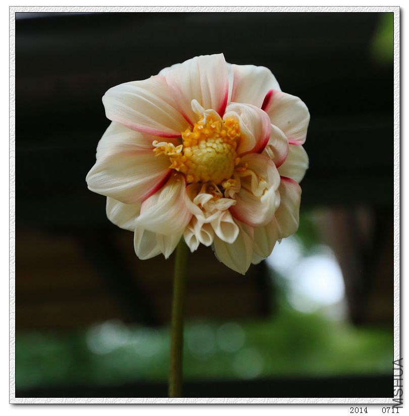 2014071104.jpg