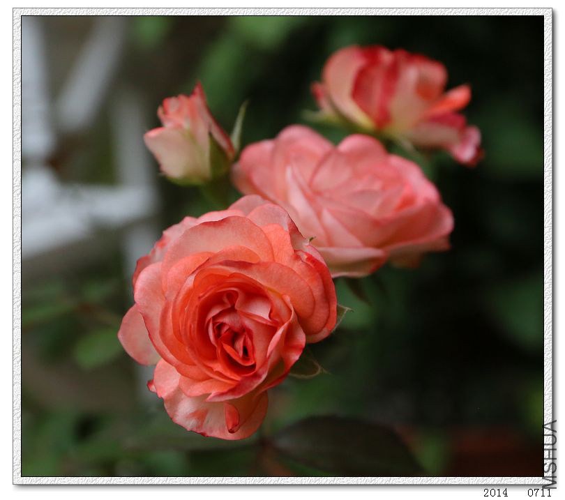 2014071107.jpg