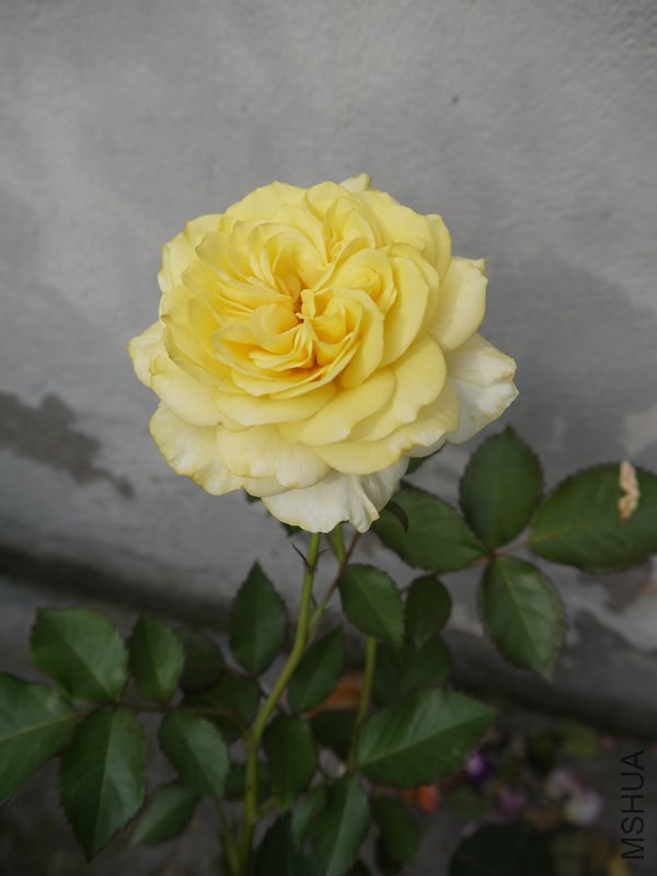 _1040807.JPG