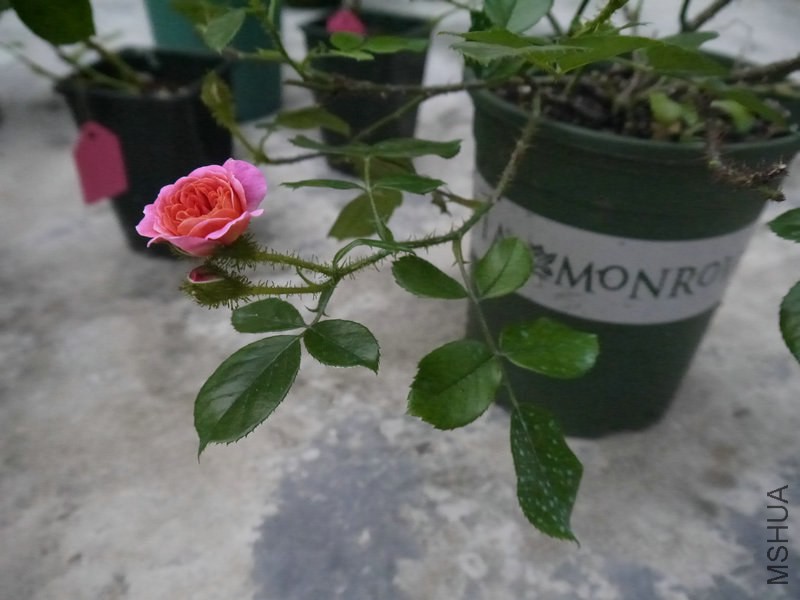 _1050357.JPG
