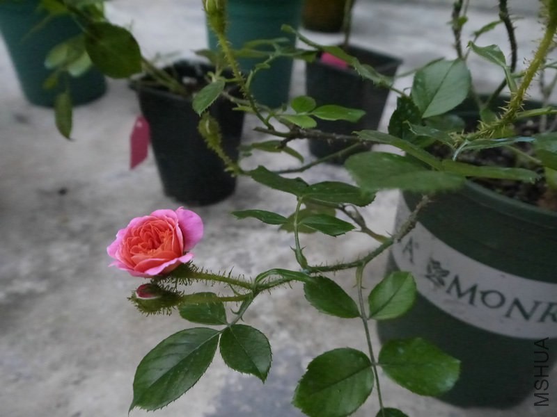 _1050352.JPG