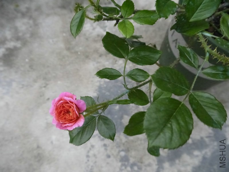 _1050355.JPG
