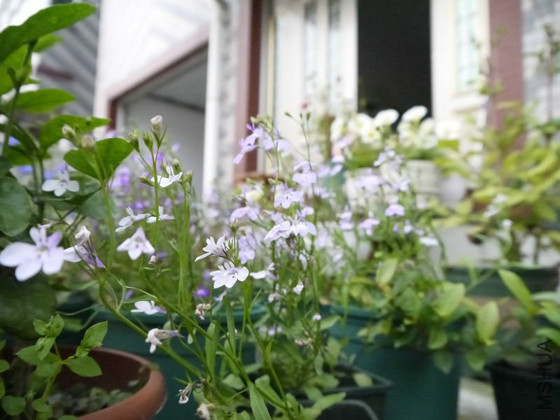 _1050392.JPG