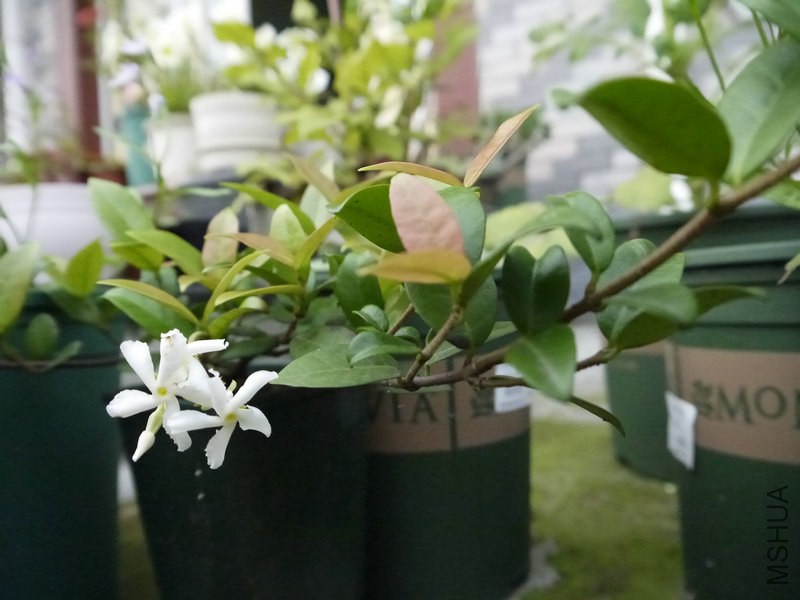 _1050390.JPG