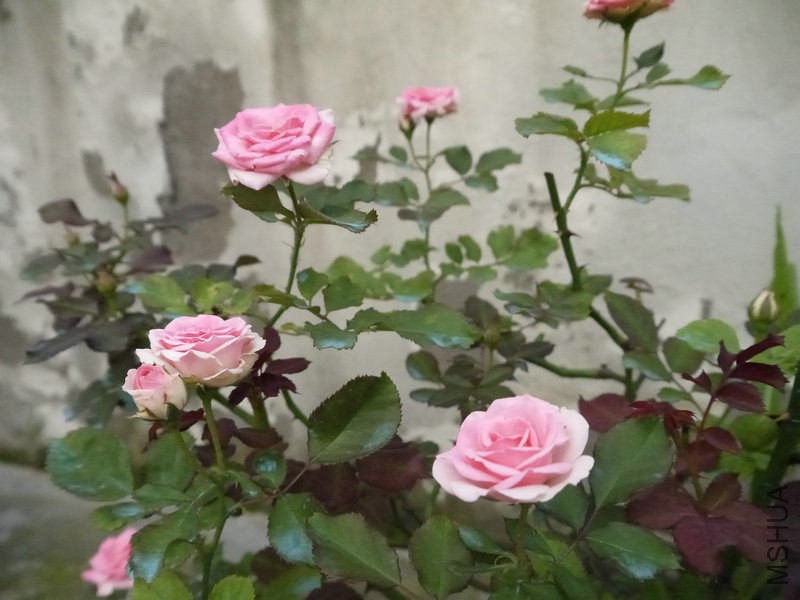 _1050375.JPG