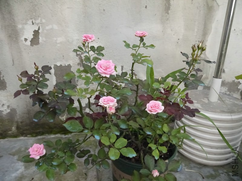 _1050365.JPG