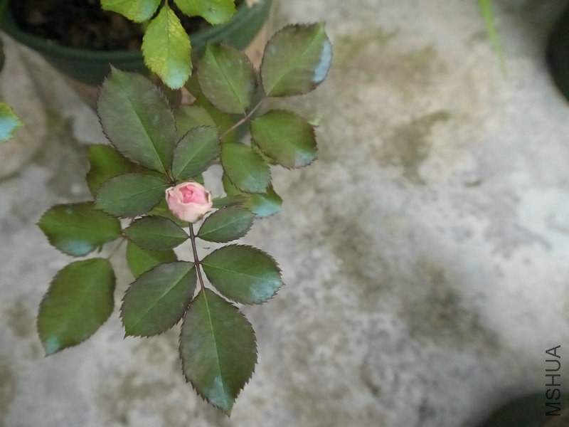 _1050372.JPG