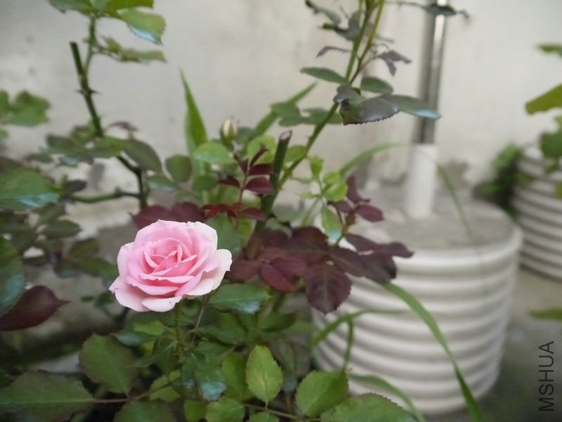 _1050370.JPG