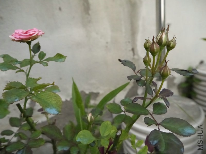 _1050373.JPG