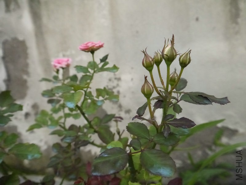 _1050374.JPG