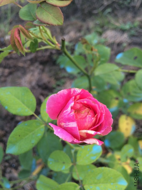 IMG_5231.JPG