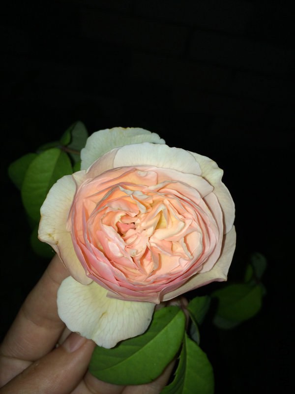 IMG_4999.JPG