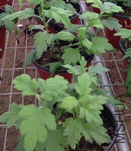 �������ľջ���������ô�ʣ�